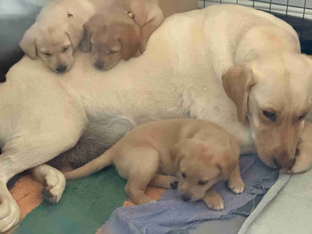 Labrador Retriever Puppies media 3
