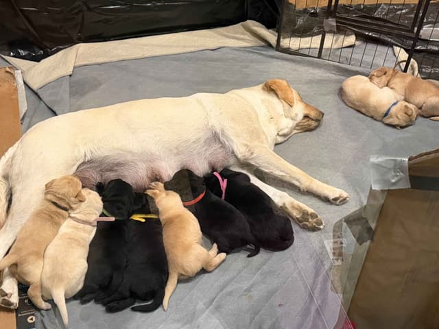 Labrador Retriever Puppies media 4