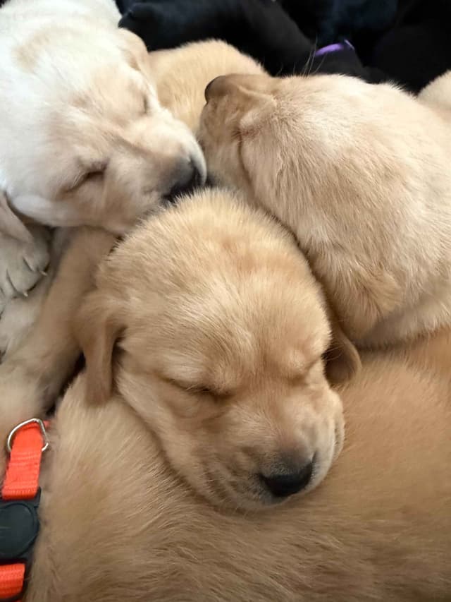 Labrador Retriever Puppies media 5