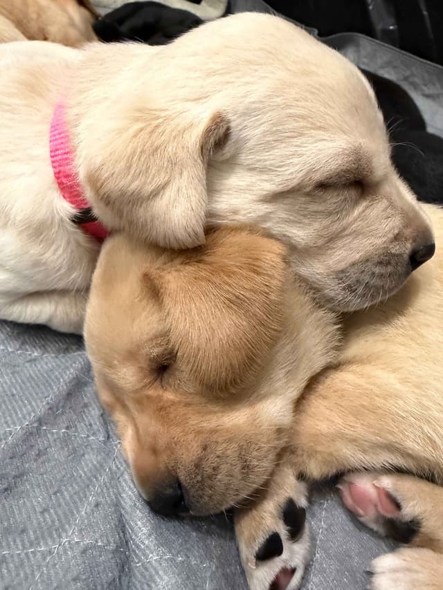 Labrador Retriever Puppies media 7