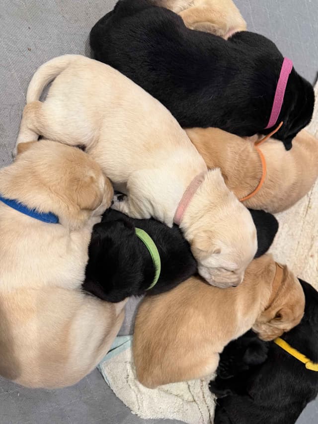 Labrador Retriever Puppies media 6