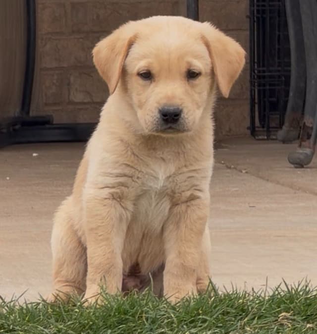 Labrador Retriever Puppies media 9