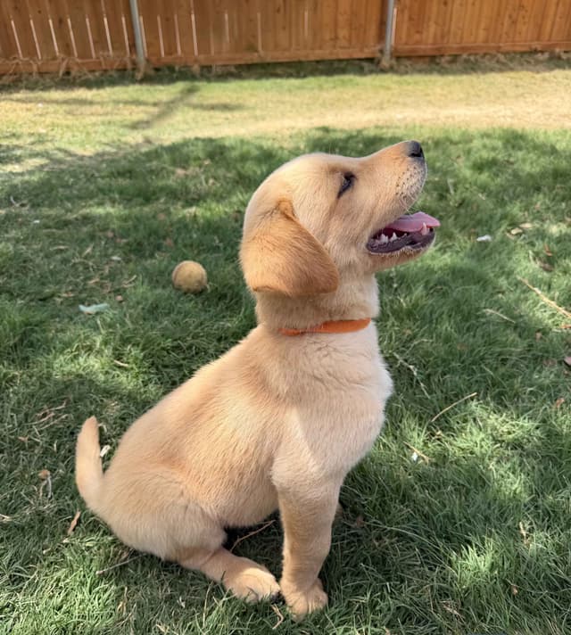 Labrador Retriever Puppies media 10