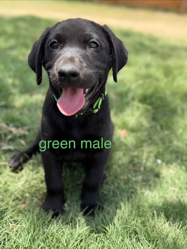 Labrador Retriever Puppies media 13