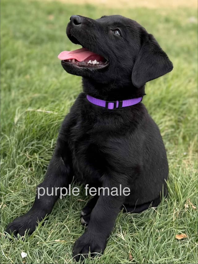Labrador Retriever Puppies media 11