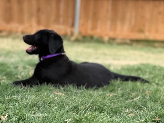 Labrador Retriever Puppies media 12