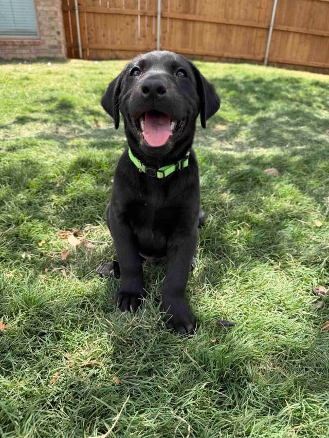 Labrador Retriever Puppies media 14