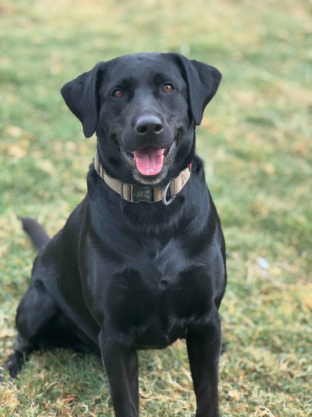Labrador Retriever Puppies breeder image 2