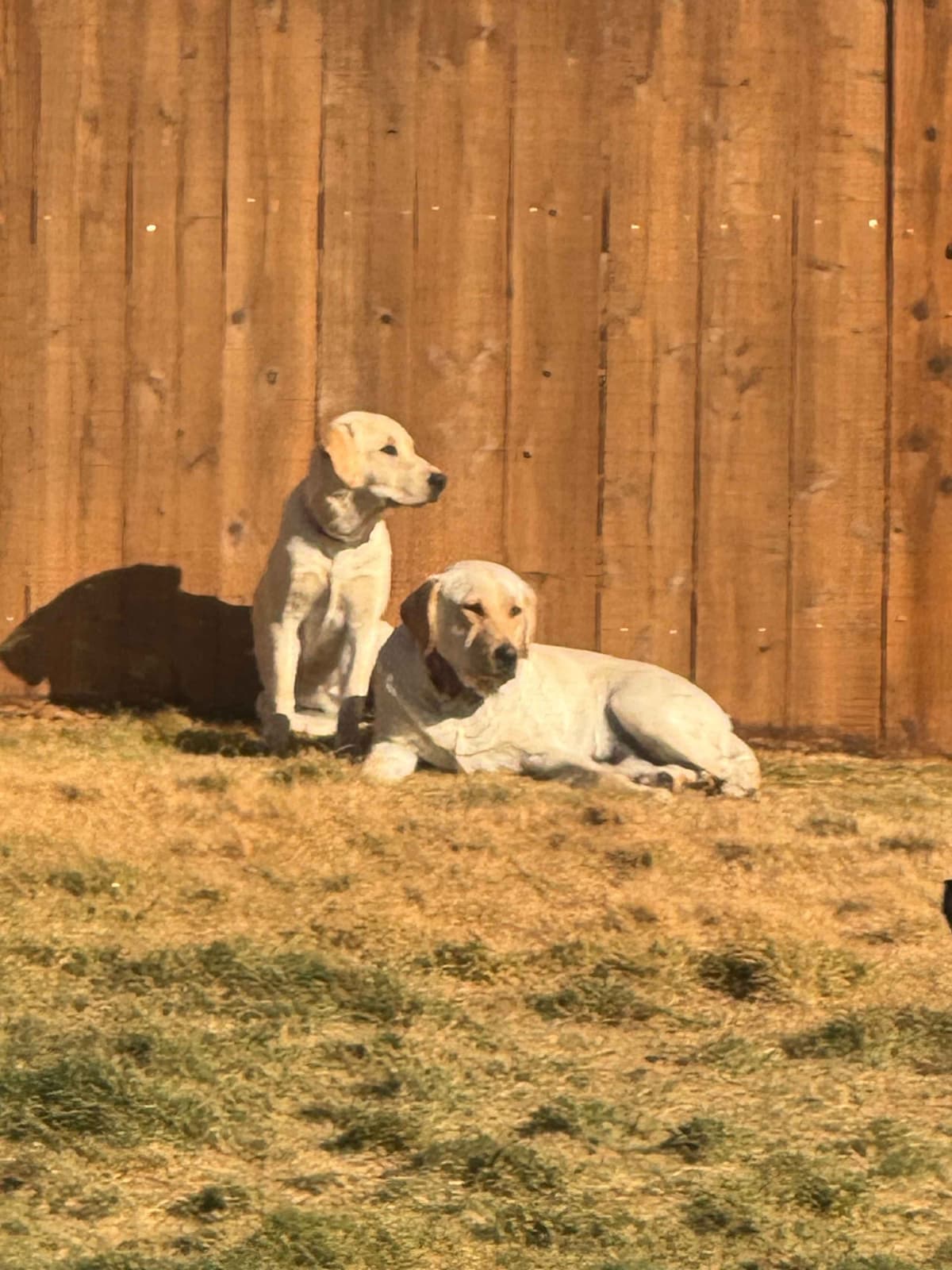 Labrador Retriever Puppies breeder image 3