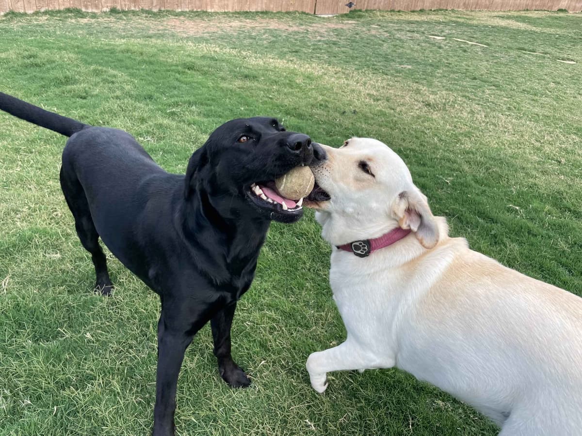 Labrador Retriever Puppies breeder image 1