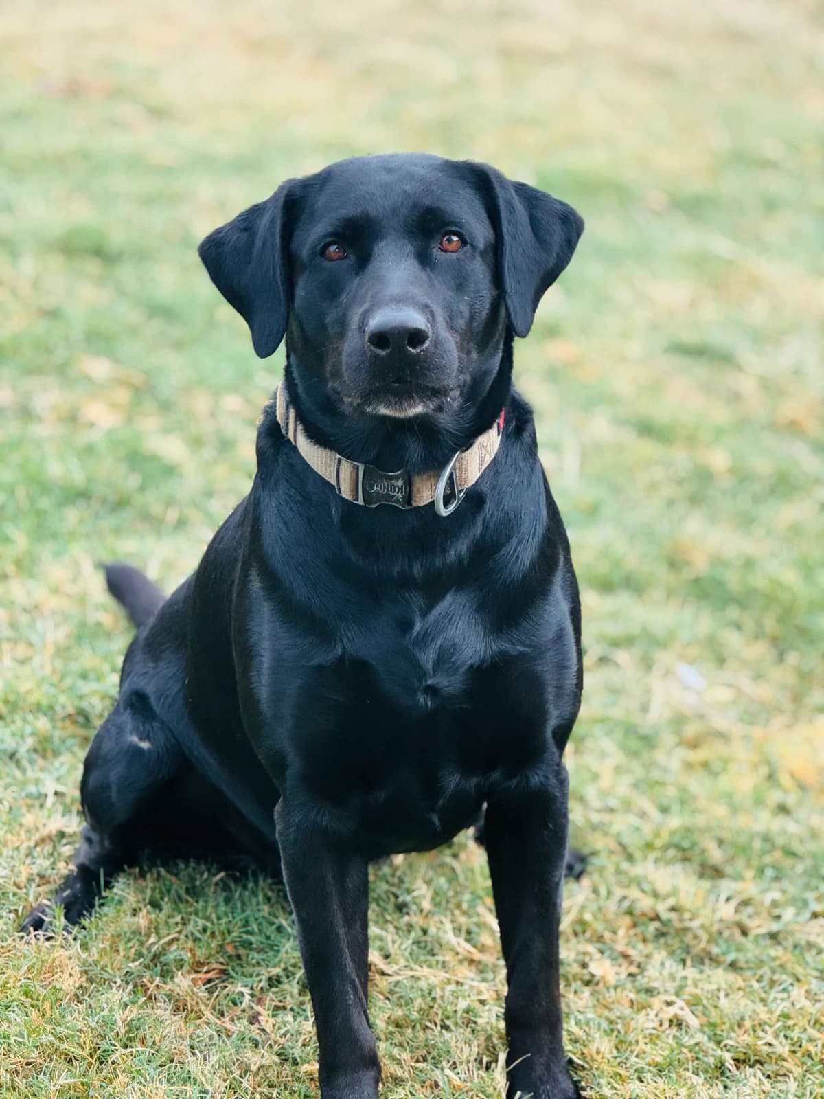 Labrador Retriever Puppies breeder image 4