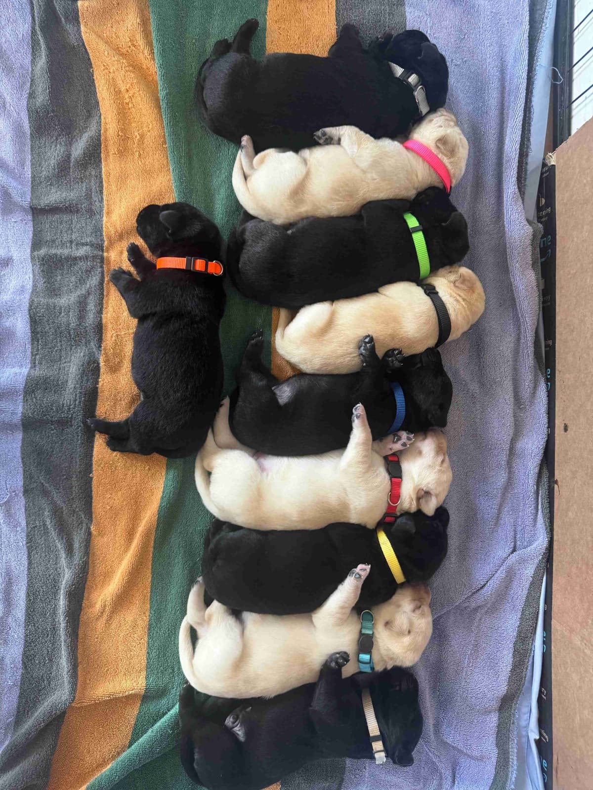 Labrador Retriever Puppies breeder image 5