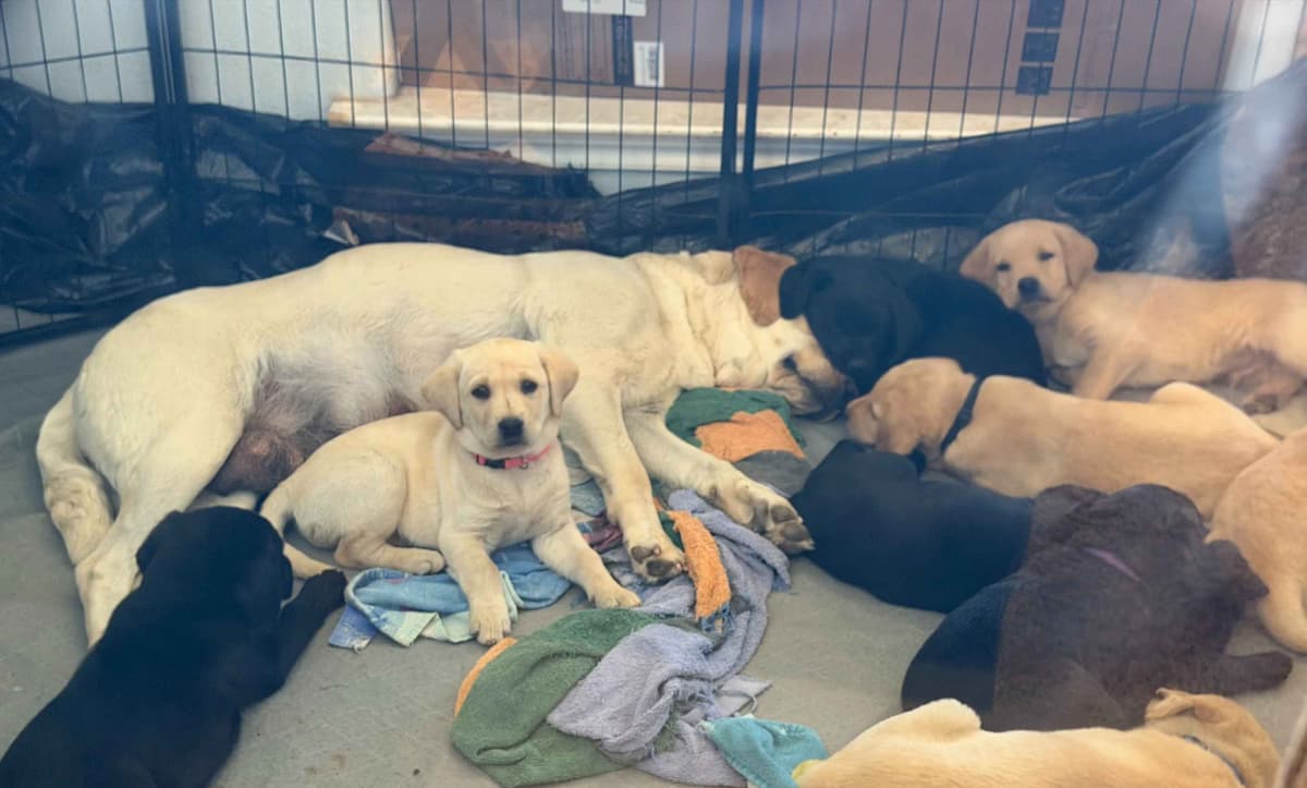 Labrador Retriever Puppies breeder image 8