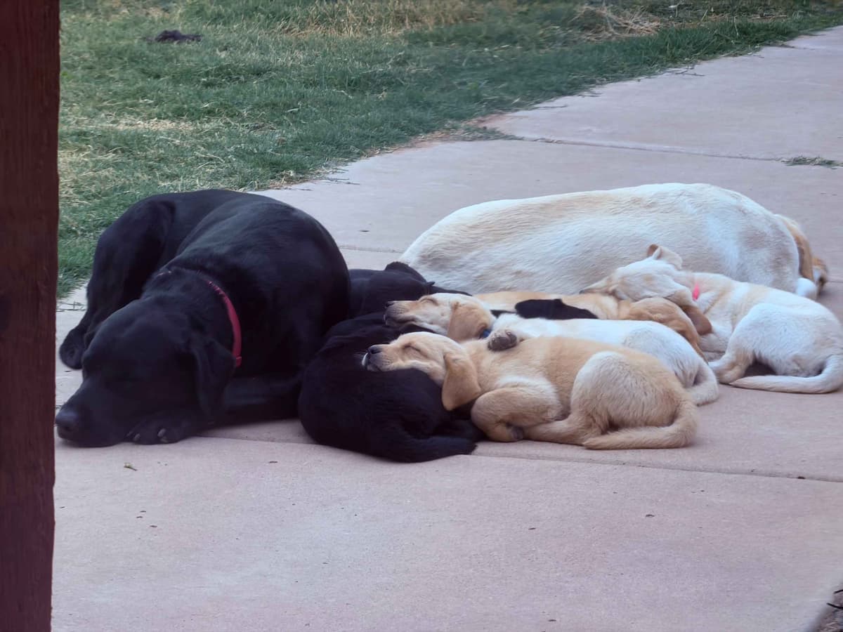 Labrador Retriever Puppies breeder image 7