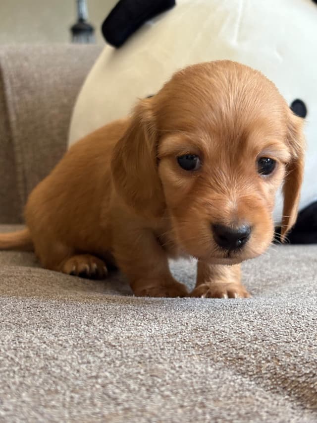 Dachshund Puppies media 3