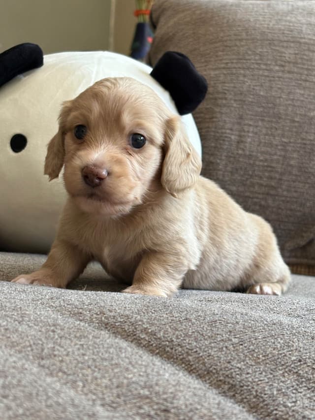 Dachshund Puppies media 2