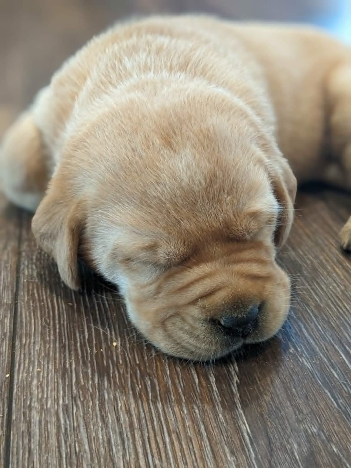 English Labrador Retriever Puppies Yellows and Reds "Foxy" breeder image 3