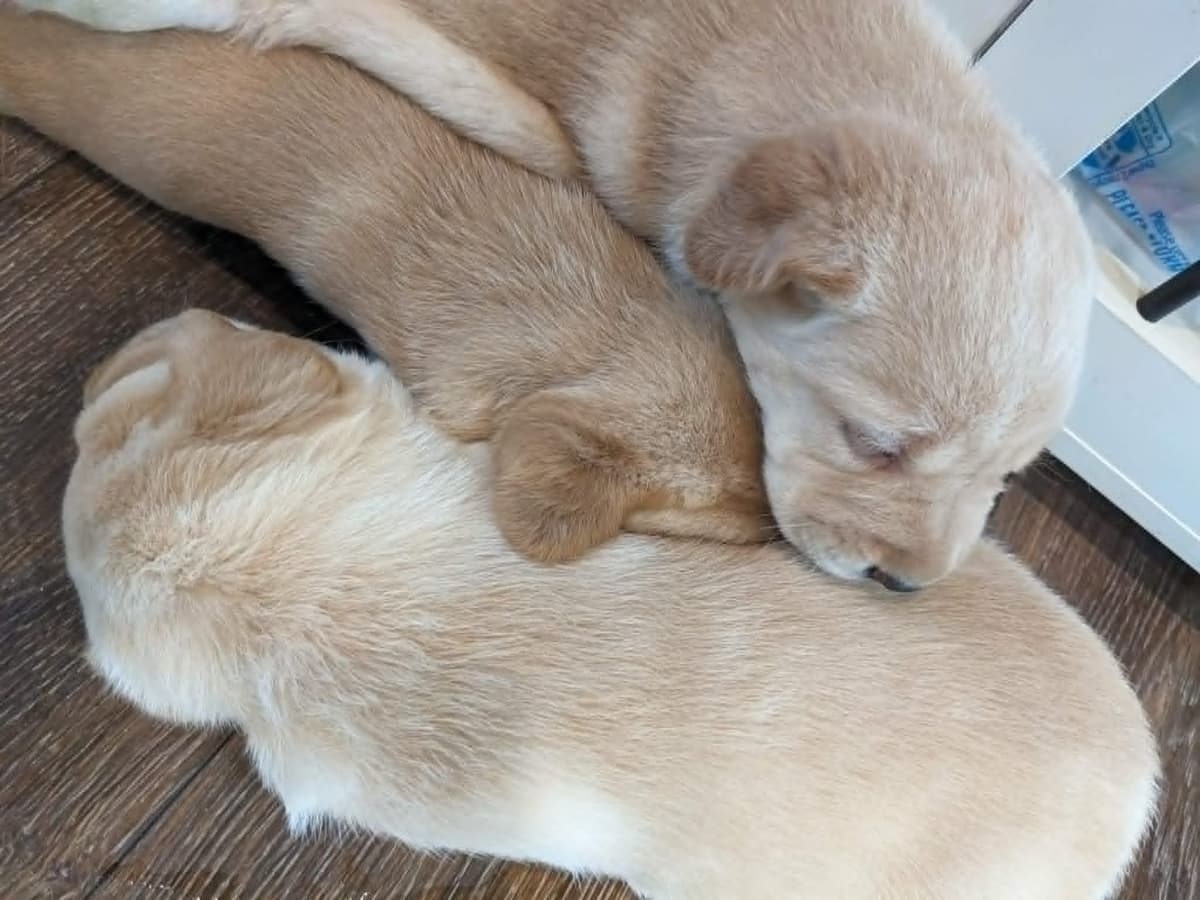 English Labrador Retriever Puppies Yellows and Reds "Foxy" breeder image 5