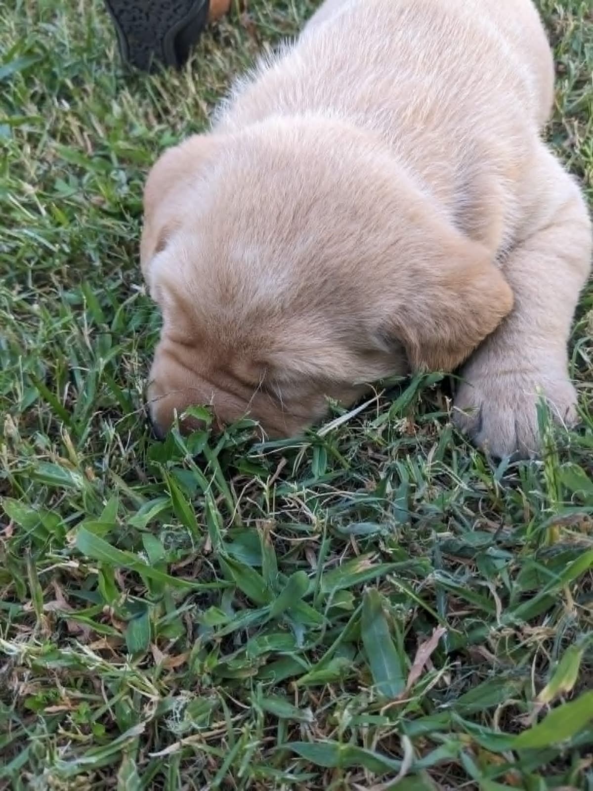 English Labrador Retriever Puppies Yellows and Reds "Foxy" breeder image 8