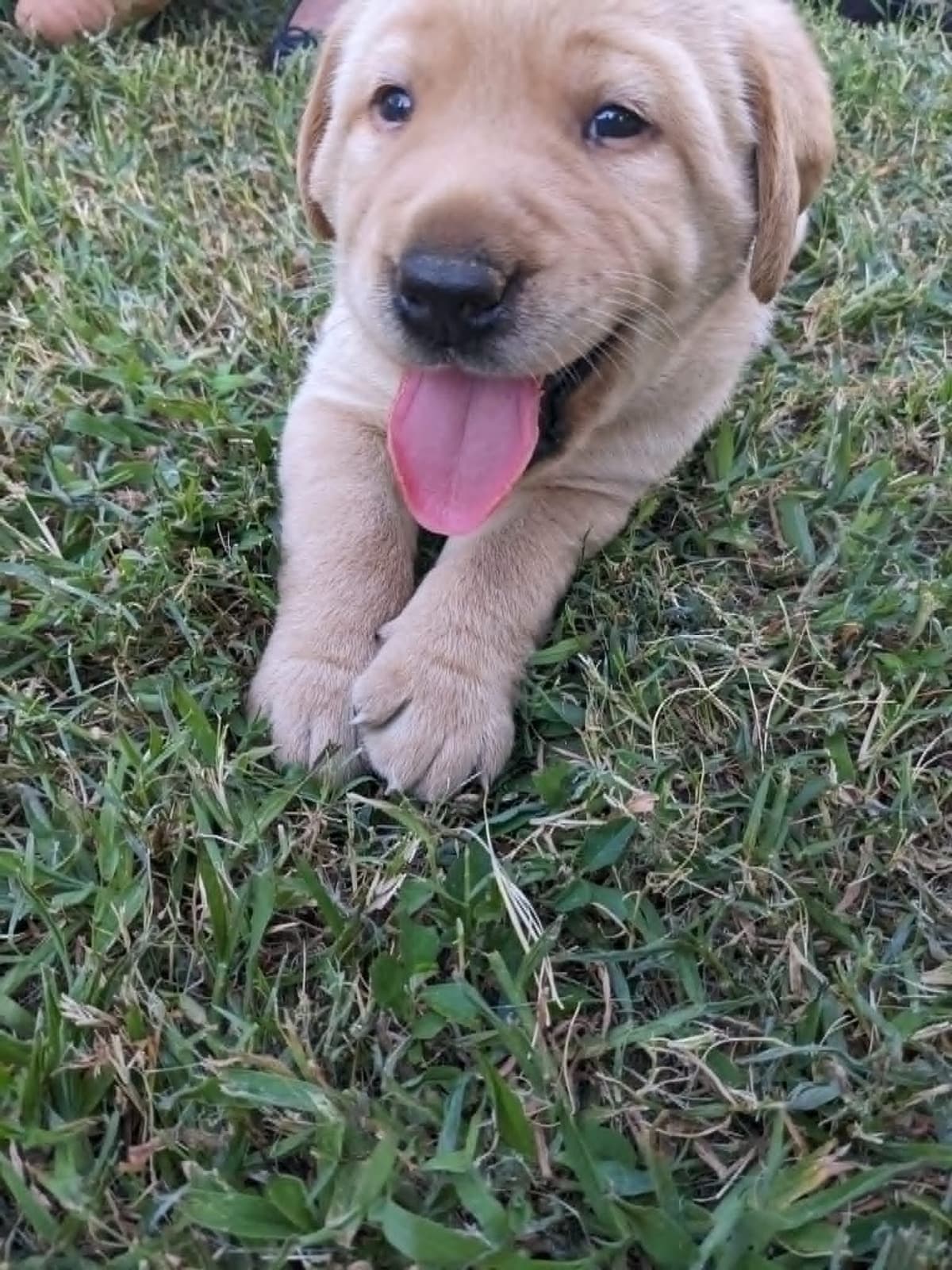English Labrador Retriever Puppies Yellows and Reds "Foxy" breeder image 6