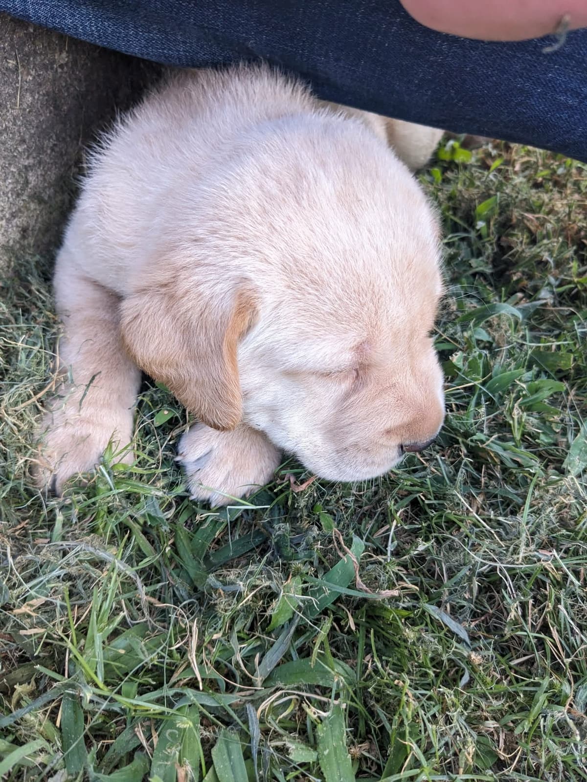 English Labrador Retriever Puppies Yellows and Reds "Foxy" breeder image 10
