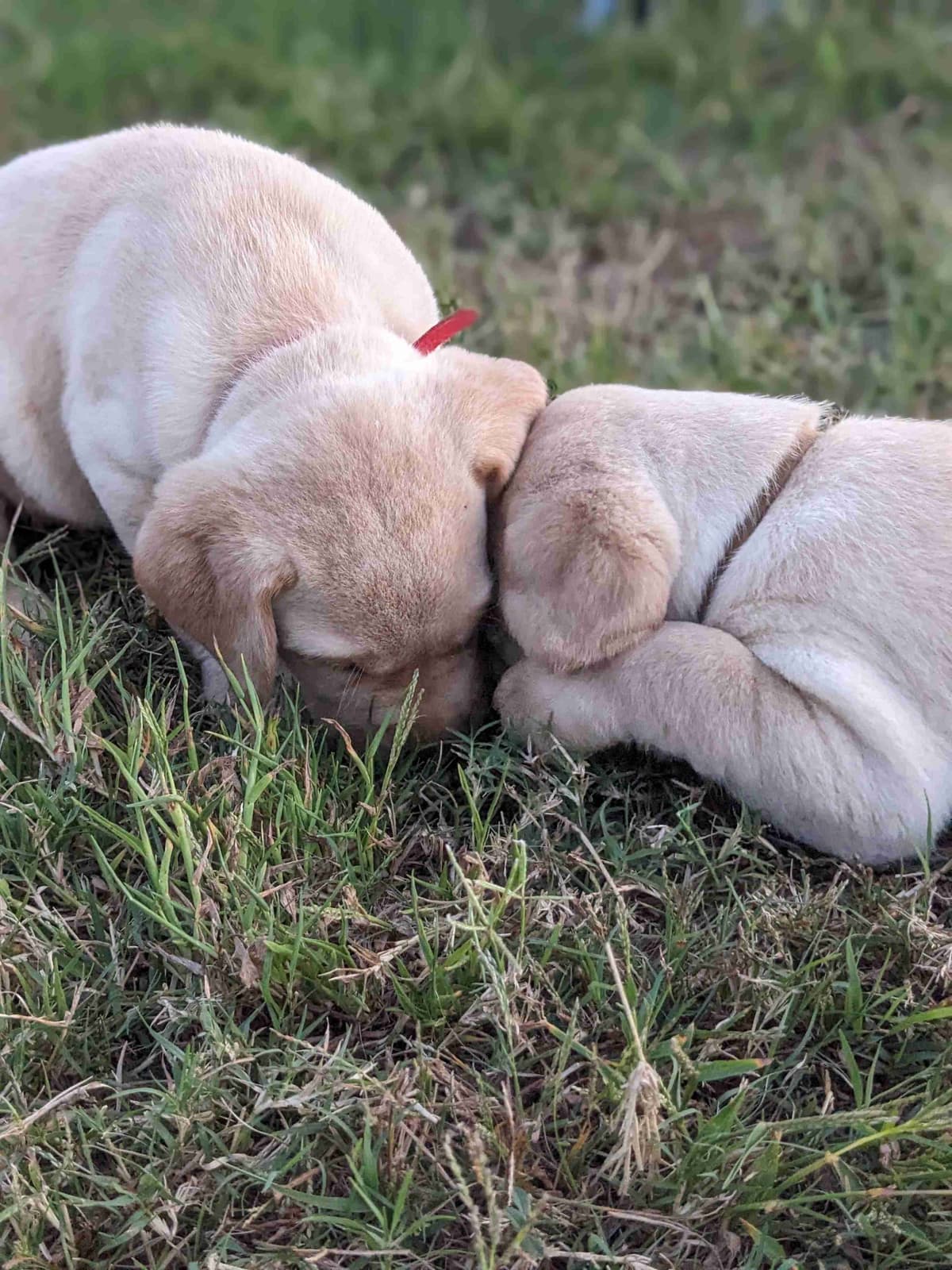 English Labrador Retriever Puppies Yellows and Reds "Foxy" breeder image 13