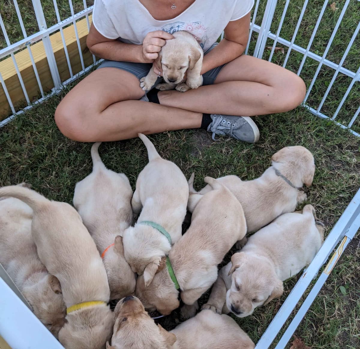English Labrador Retriever Puppies Yellows and Reds "Foxy" breeder image 14
