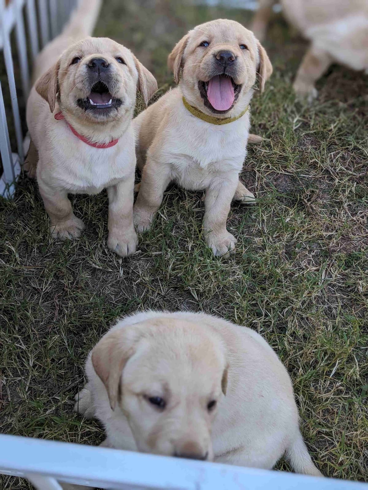 English Labrador Retriever Puppies Yellows and Reds "Foxy" breeder image 15