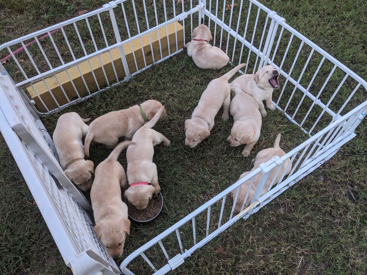 English Labrador Retriever Puppies Yellows and Reds "Foxy" breeder image 17