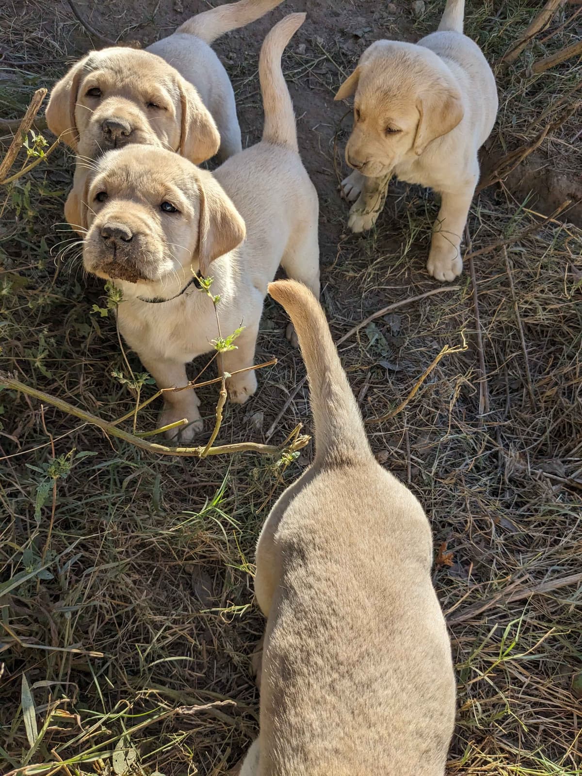 English Labrador Retriever Puppies Yellows and Reds "Foxy" breeder image 19