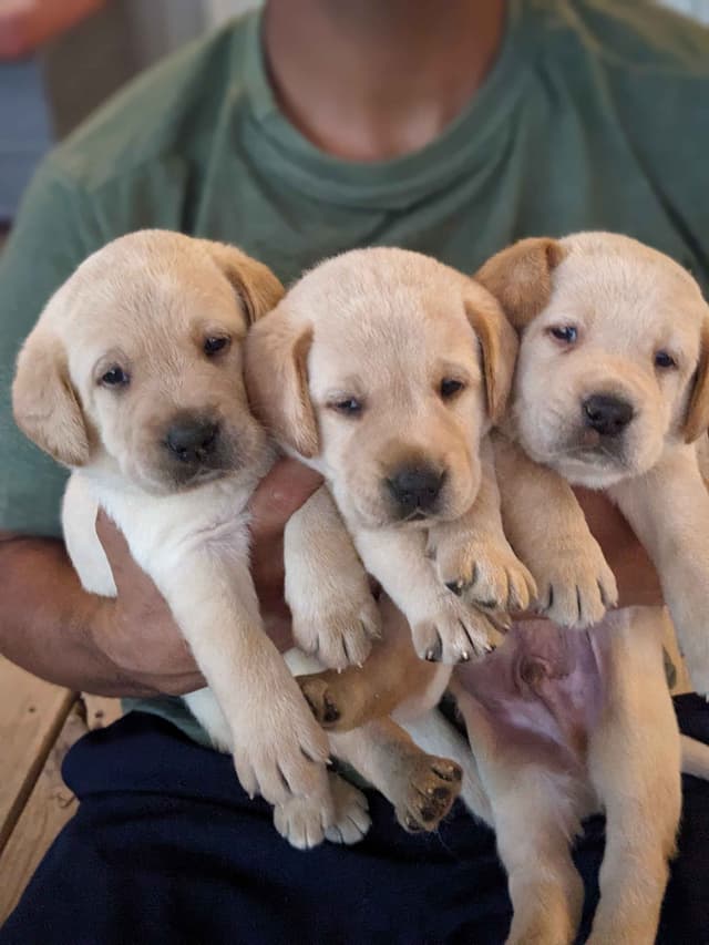 English Labrador Retriever Puppies Yellows and Reds "Foxy" media 4