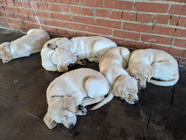 English Labrador Retriever Puppies Yellows and Reds "Foxy" media 7