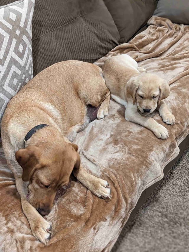 English Labrador Retriever Puppies Yellows and Reds "Foxy" media 10