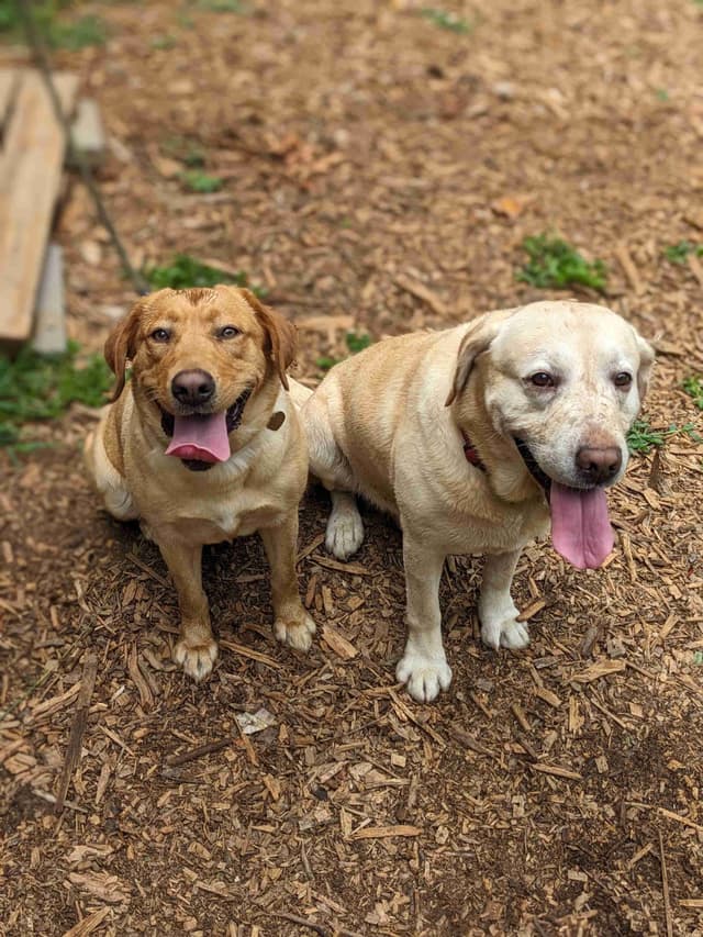 English Labrador Retriever Puppies Yellows and Reds "Foxy" media 9
