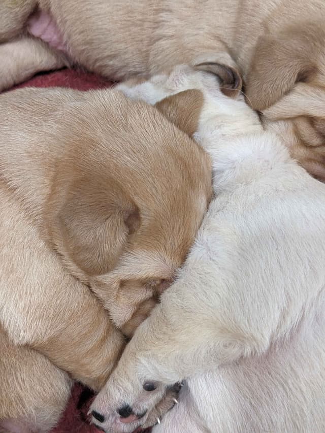 English Labrador Retriever Puppies Yellows and Reds "Foxy" media 11