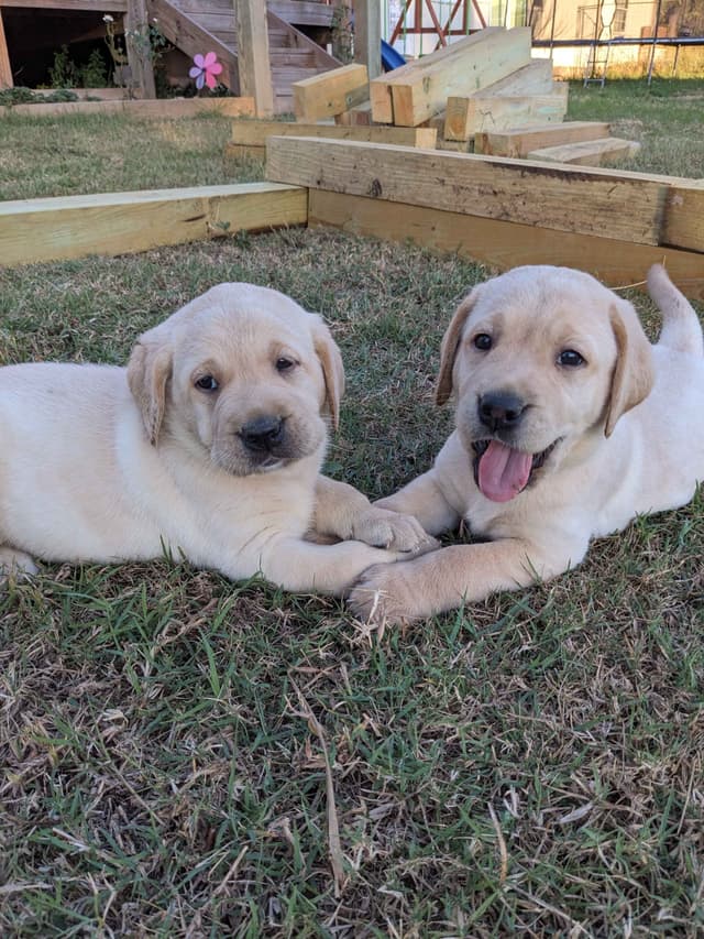 English Labrador Retriever Puppies Yellows and Reds "Foxy" media 12