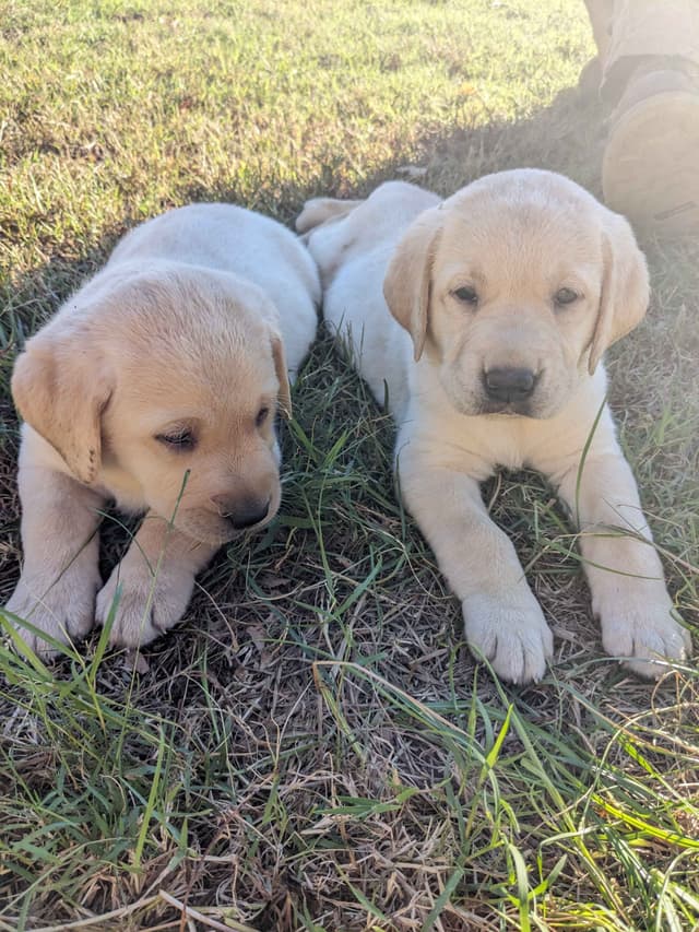 English Labrador Retriever Puppies Yellows and Reds "Foxy" media 13