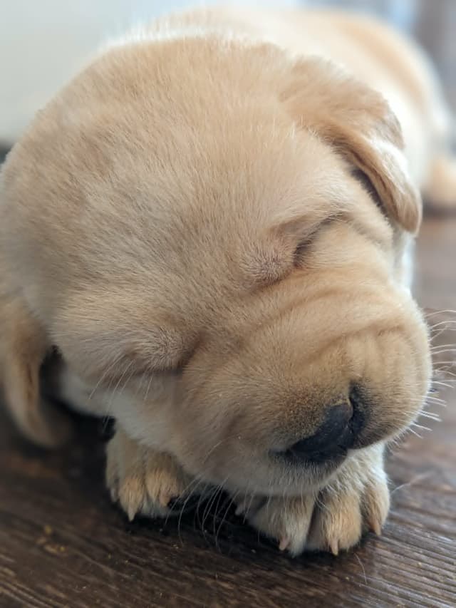 English Labrador Retriever Puppies Yellows and Reds "Foxy" media 15