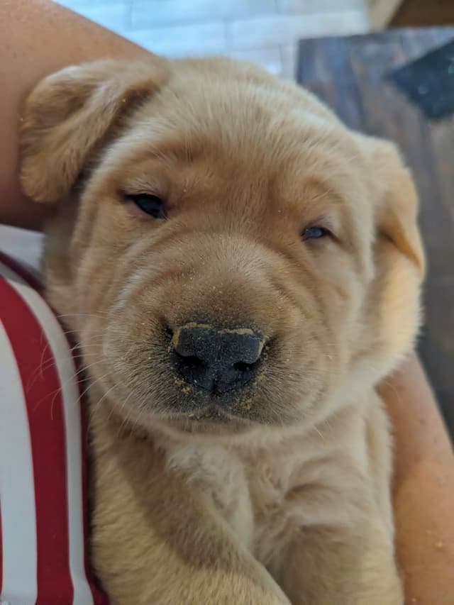 English Labrador Retriever Puppies Yellows and Reds "Foxy" media 16