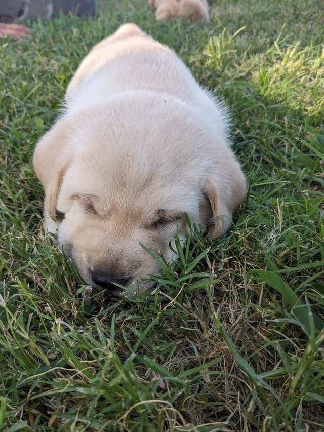 English Labrador Retriever Puppies Yellows and Reds "Foxy" media 18