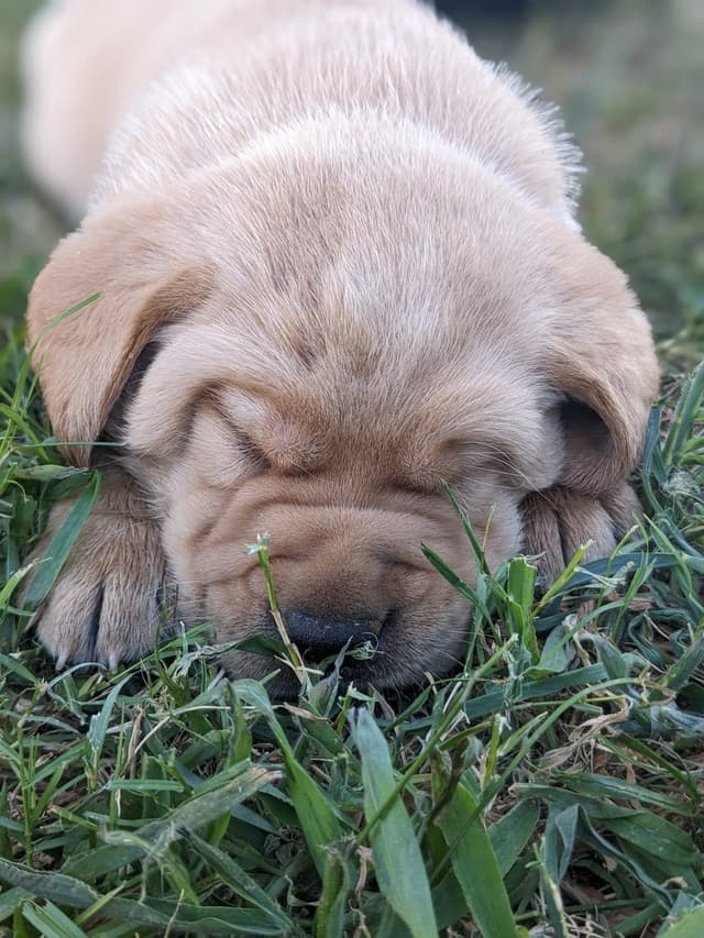 English Labrador Retriever Puppies Yellows and Reds "Foxy" media 2