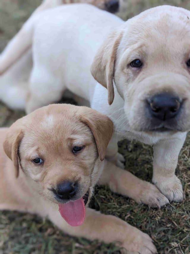 English Labrador Retriever Puppies Yellows and Reds "Foxy" media 19