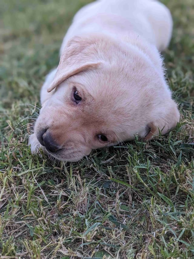 English Labrador Retriever Puppies Yellows and Reds "Foxy" media 20