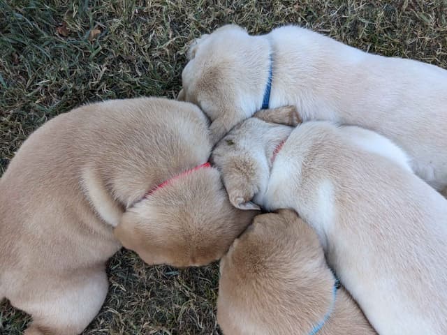 English Labrador Retriever Puppies Yellows and Reds "Foxy" media 21