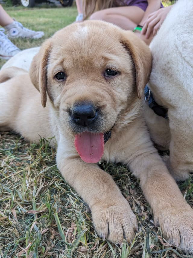 English Labrador Retriever Puppies Yellows and Reds "Foxy" media 22