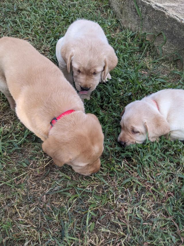 English Labrador Retriever Puppies Yellows and Reds "Foxy" media 25