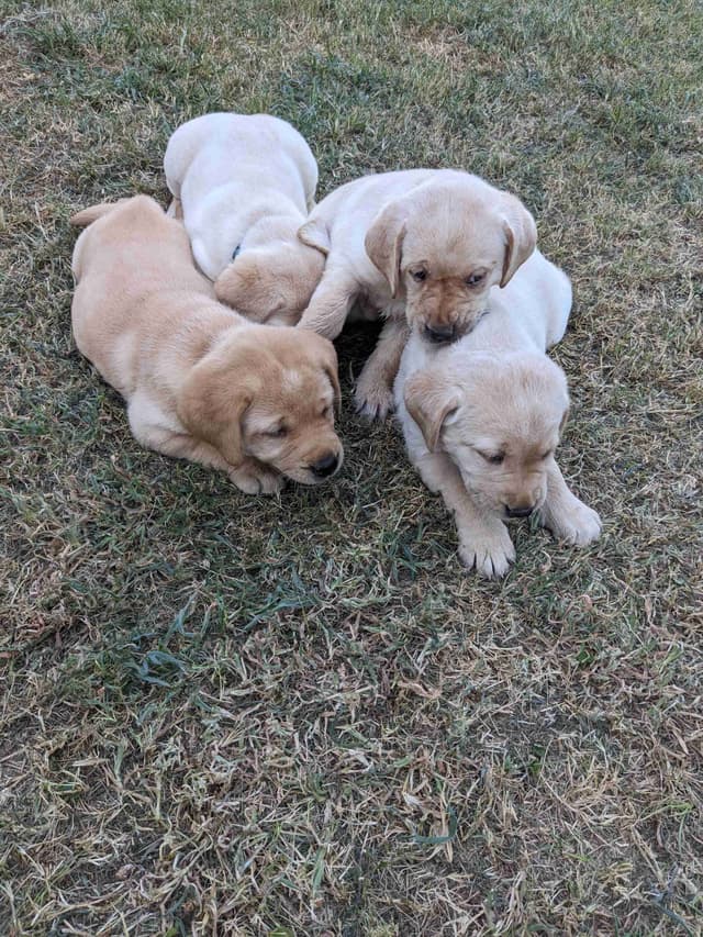 English Labrador Retriever Puppies Yellows and Reds "Foxy" media 24