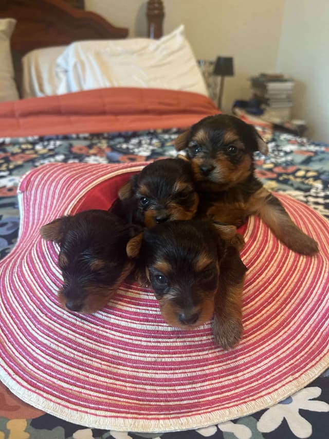 Yorkshire Terrier Puppies media 2