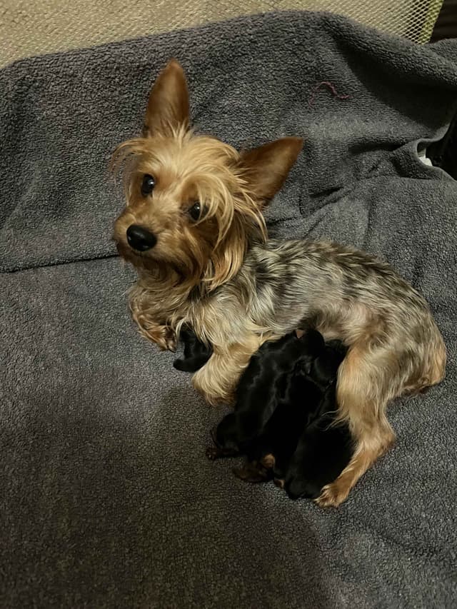 Yorkshire Terrier Puppies media 3