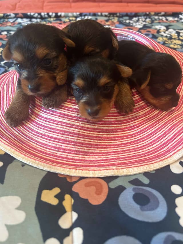 Yorkshire Terrier Puppies media 4
